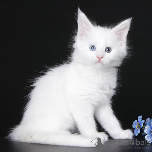 Photo №1. maine coon - à vendre en ville de Bruxelles | négocié | Annonce № 129830