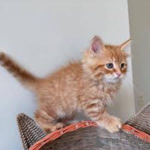 Photo №3. Chatons Maine Coon disponibles à la vente.. Belgique