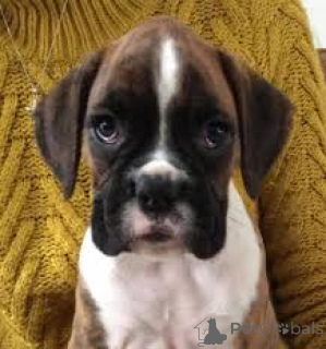 Photo №3. Cuccioli di Boxer en vente. Italie