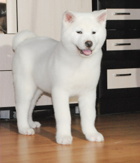 Photo №2 de l'annonce № 4942 de la vente akita (chien) - acheter à Fédération de Russie éleveur