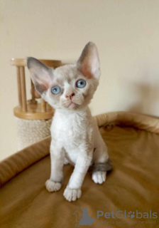 Photo №1. devon rex - à vendre en ville de Munich | Gratuit | Annonce № 109731