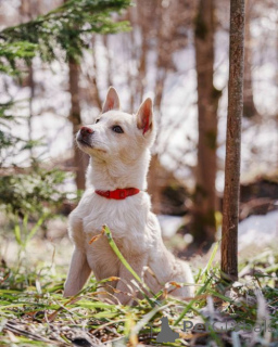 Photo №4. Je vais vendre chien bâtard en ville de Moskova. annonce privée - prix - Gratuit