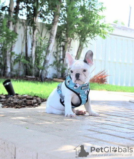 Photos supplémentaires: Vente de chiots bouledogue français.