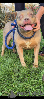 Photo №4. Je vais vendre american bully en ville de Lisbon. annonce privée - prix - 1234€