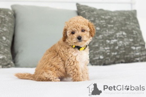 Photo №2 de l'annonce № 155600 de la vente labradoodle - acheter à Danemark annonce privée