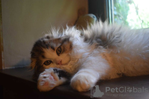 Photos supplémentaires: Chaton Scottish Fold/Highland Fold WCF