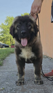 Photo №2 de l'annonce № 171066 de la vente chien à loutre - acheter à Serbie 