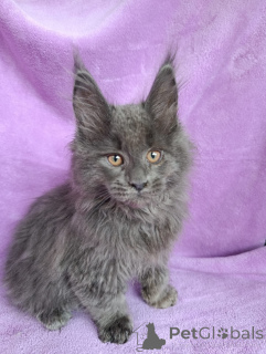 Photos supplémentaires: Un garçon de chaton chic