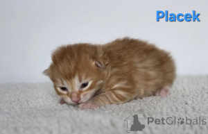 Photo №1. bobtail des kouriles - à vendre en ville de Trąbki małe | négocié | Annonce № 159006