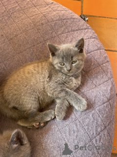 Photo №1. chartreux - à vendre en ville de Anvers | Gratuit | Annonce № 165900