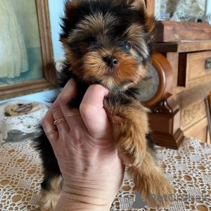 Photo №3. Beaux chiots Yorkshire Terrier à vendre. Allemagne