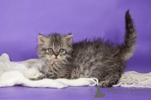 Photo №2 de l'annonce № 171571 de la vente selkirk rex à poil ras - acheter à La finlande annonce privée, éleveur