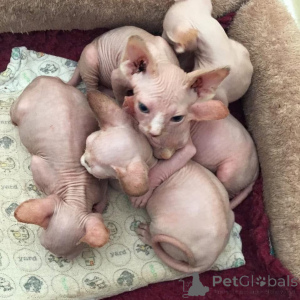Photo №3. Chatons Sphynx élevés à la maison pour l'adaptation. Espagne