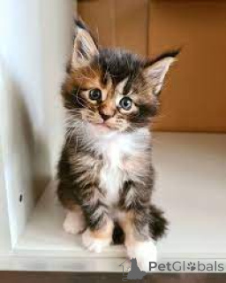 Photo №3. Maine Coon Kittens. Allemagne