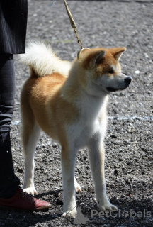 Photo №2 de l'annonce № 106525 de la vente akita (chien) - acheter à Serbie 
