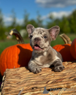 Photo №2 de l'annonce № 150640 de la vente bouledogue - acheter à Allemagne de l'abri, éleveur