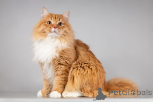 Photo №4. Je vais vendre  en ville de Khimki. de l'abri - prix - Gratuit