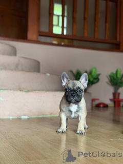 Photo №4. Je vais vendre bouledogue en ville de Smederevo. éleveur - prix - négocié