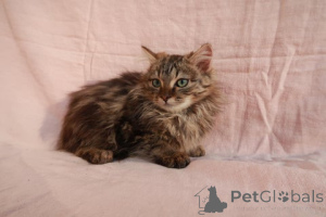 Photo №4. Je vais vendre maine coon en ville de Bünsdorf. éleveur - prix - 218€