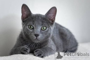 Photo №1. bleu russe - à vendre en ville de Drachevo | négocié | Annonce № 173573