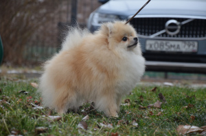 Photo №3. Pomeranian shtitz, Boy. Fédération de Russie