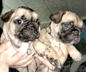 Photos supplémentaires: chiots bouledogues français