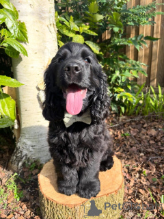 Photo №1. cocker spaniel anglais - à vendre en ville de Leipzig | négocié | Annonce №177026