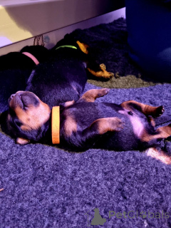 Photo №1. rottweiler - à vendre en ville de Blason | négocié | Annonce №176165