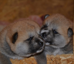 Photo №1. akita (chien) - à vendre en ville de Perm | Négocié | Annonce №5149