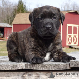 Photo №1. american mastiff - à vendre en ville de Los Angeles | négocié | Annonce №105971