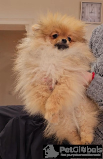 Photo №4. Je vais vendre spitz nain en ville de Belgrade. éleveur - prix - négocié