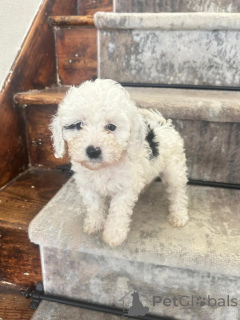 Photo №3. Superbes Cavapoos à la recherche de leur maison pour toujours. Allemagne