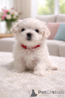 Photo №1. bichon maltais - à vendre en ville de Bad Wildungen | négocié | Annonce №169596