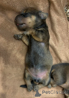 Photo №4. Je vais vendre teckel en ville de Barcelone. éleveur - prix - 400€