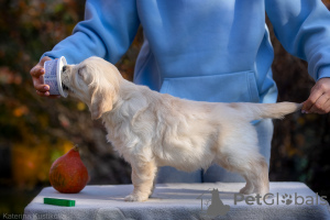 Photos supplémentaires: Chiots Golden Retriever