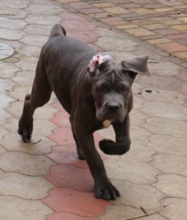 Photos supplémentaires: Chiots Cane Corso à vendre