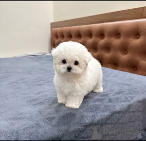 Photo №2 de l'annonce № 163015 de la vente bichon maltais - acheter à Pologne éleveur