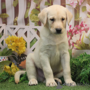Photo №1. labrador retriever - à vendre en ville de Berlin | 600€ | Annonce №176364