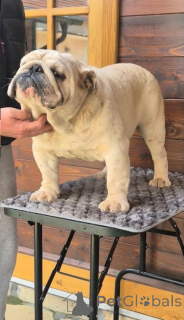 Photo №2 de l'annonce № 138894 de la vente  - acheter à Serbie éleveur