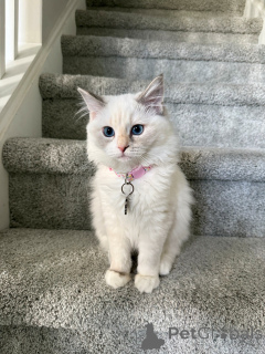 Photo №2 de l'annonce № 157772 de la vente ragdoll - acheter à Suisse annonce privée