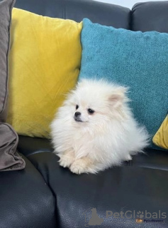 Photo №2 de l'annonce № 40113 de la vente spitz nain - acheter à USA 