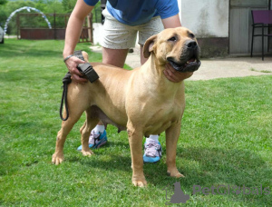 Photo №3. Chiots Boerboel (Mâtin sud-africain). Serbie