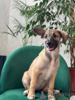 Photo №2 de l'annonce № 93058 de la vente chien bâtard - acheter à Fédération de Russie annonce privée