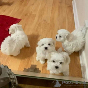 Photo №1. bichon maltais - à vendre en ville de Антверпен | 151€ | Annonce №75555