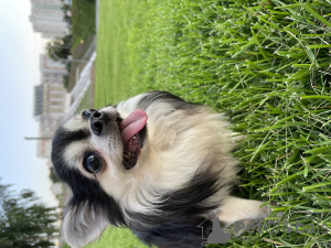 Photo №3. Chihuahua poil long en Fédération de Russie. Annonce № 66323