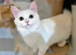 Photo №3. Chatons Munchkin. Allemagne