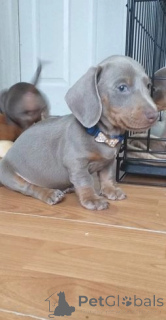 Photo №3. Chiots teckels ludiques et adorables. Belgique