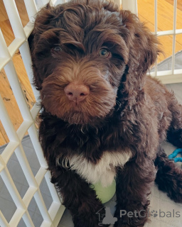 Photo №4. Je vais vendre chien d'eau portugais en ville de Amsterdam. annonce privée, éleveur - prix - 678€