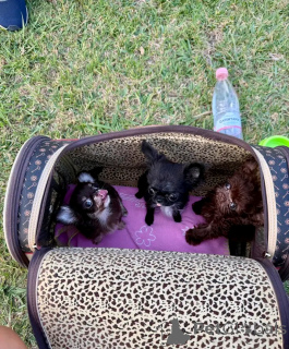 Photo №2 de l'annonce № 169103 de la vente chihuahua - acheter à USA éleveur