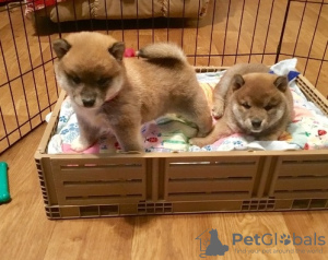 Photo №1. shiba - à vendre en ville de Budapest | 400€ | Annonce №56806